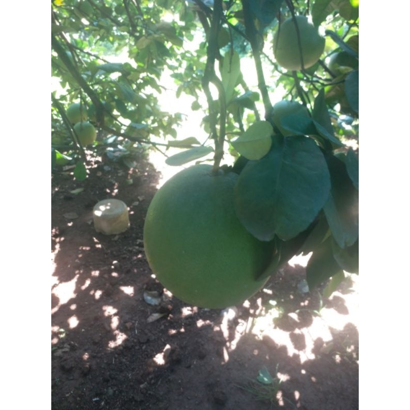 BƯỞI LÃO DA XANH BÊN TRE  SIZE VIP 1.2KG-2.2KG.