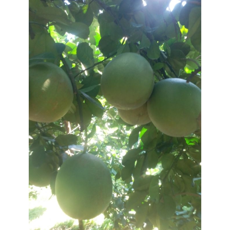 BƯỞI LÃO DA XANH BÊN TRE  SIZE VIP 1.2KG-2.2KG.