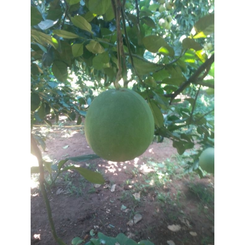 BƯỞI LÃO DA XANH BÊN TRE  SIZE VIP 1.2KG-2.2KG.