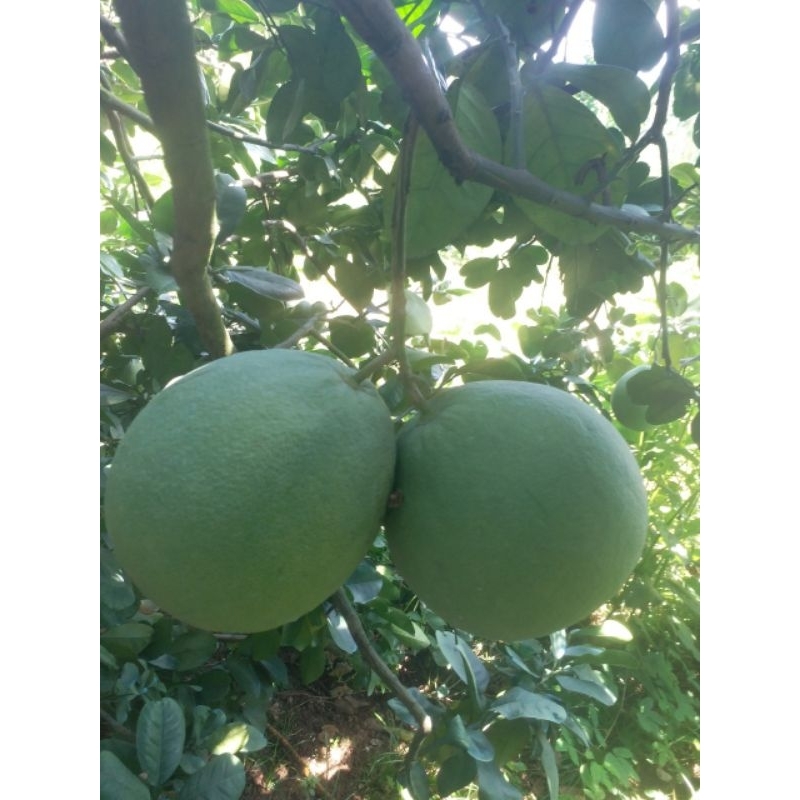 BƯỞI LÃO DA XANH BÊN TRE  SIZE VIP 1.2KG-2.2KG.