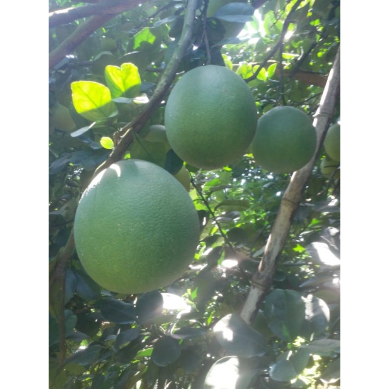 BƯỞI LÃO DA XANH BÊN TRE  SIZE VIP 1.2KG-2.2KG.