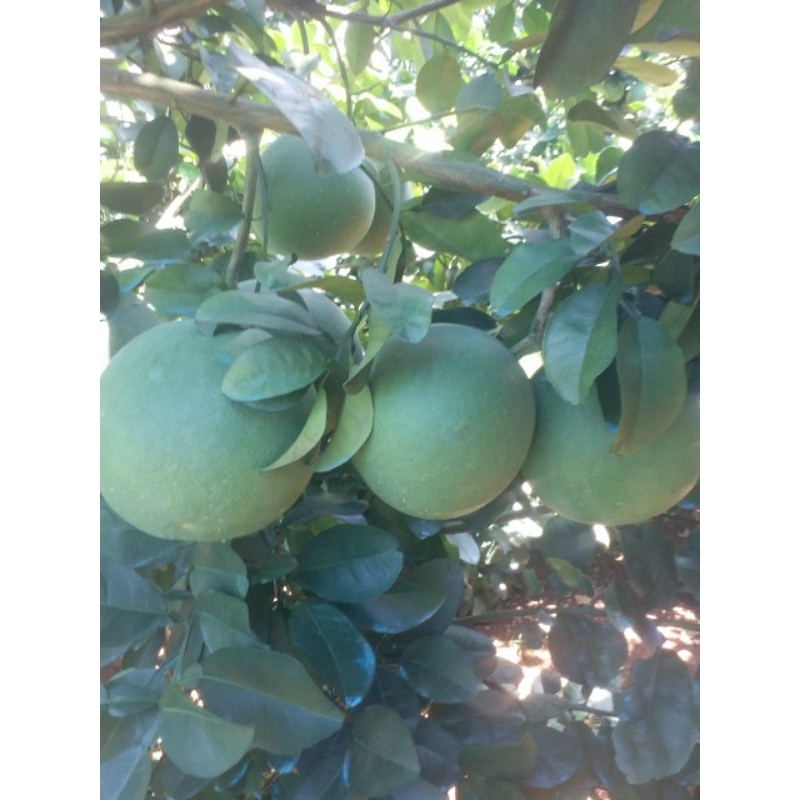 BƯỞI LÃO DA XANH BÊN TRE  SIZE VIP 1.2KG-2.2KG.