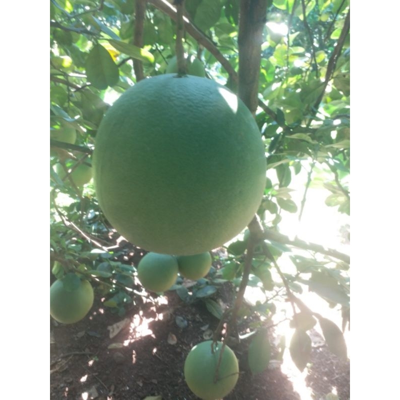 BƯỞI LÃO DA XANH BÊN TRE  SIZE VIP 1.2KG-2.2KG.