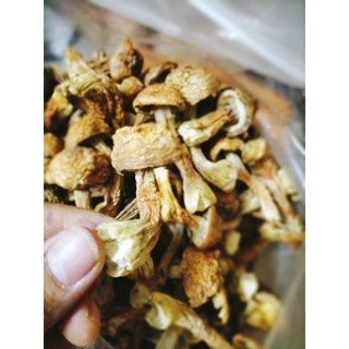 Nấm Thái Dương