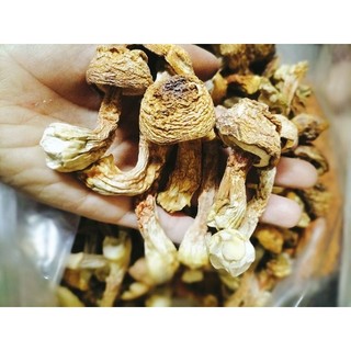 Nấm Thái Dương