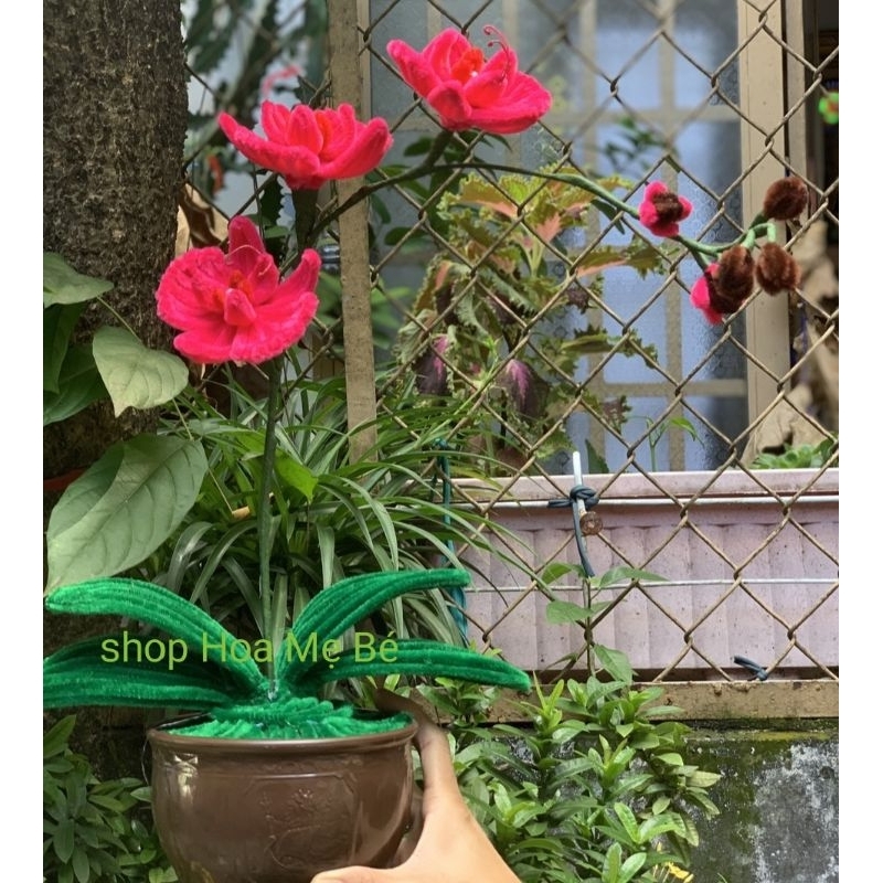 Chậu hoa lan kẽm nhung