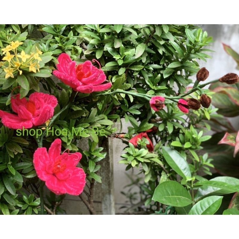 Chậu hoa lan kẽm nhung