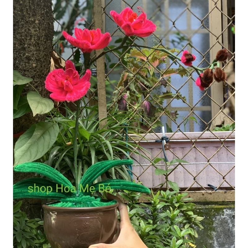 Chậu hoa lan kẽm nhung