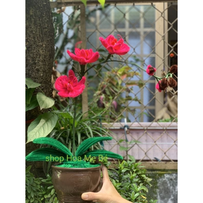 Chậu hoa lan kẽm nhung