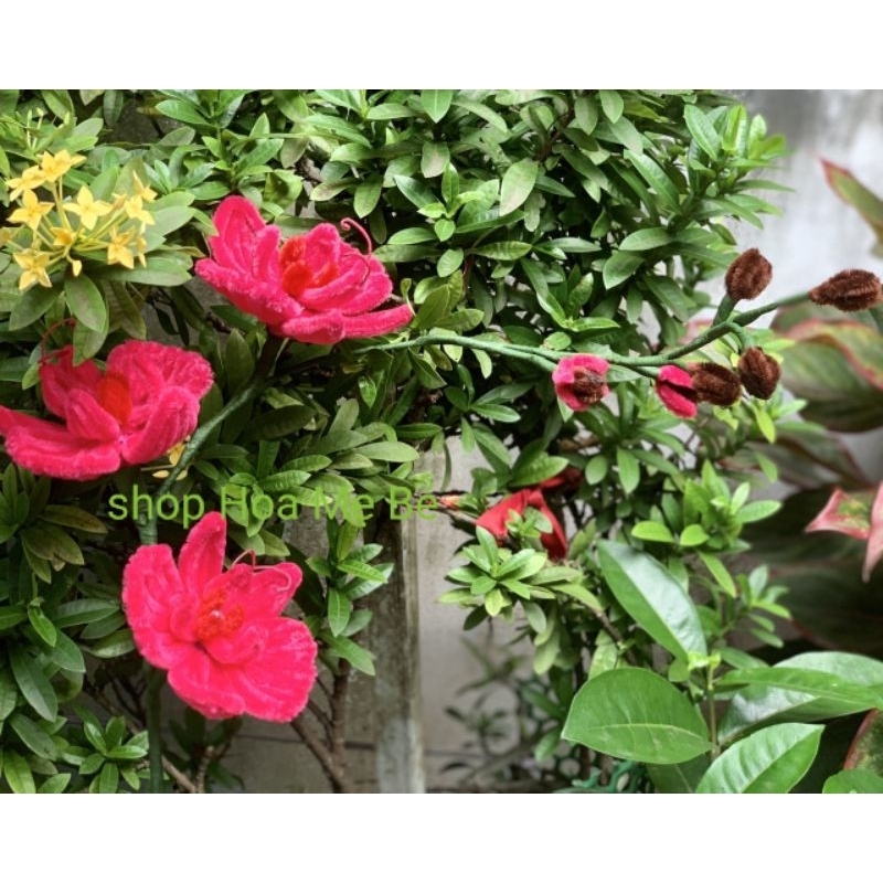 Chậu hoa lan kẽm nhung