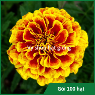 Hạt giống hoa cúc vạn thọ Pháp thân thấp gói 200 hạt