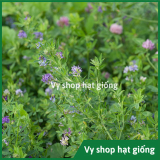 Hạt giống cỏ linh lăng (Alflfa) cho gia súc gia cầm gói 200 hạt