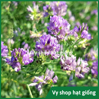 Gói 100g hạt giống cỏ linh lăng (Alflfa) dành cho gia súc gia cầm