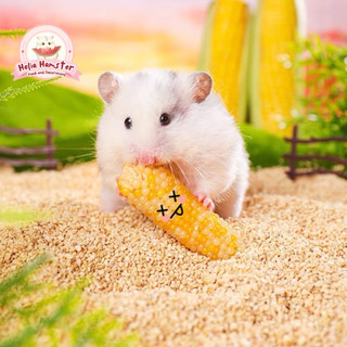[SẴN] CARNO Bịch 5 bắp ngô mài răng cho hamster