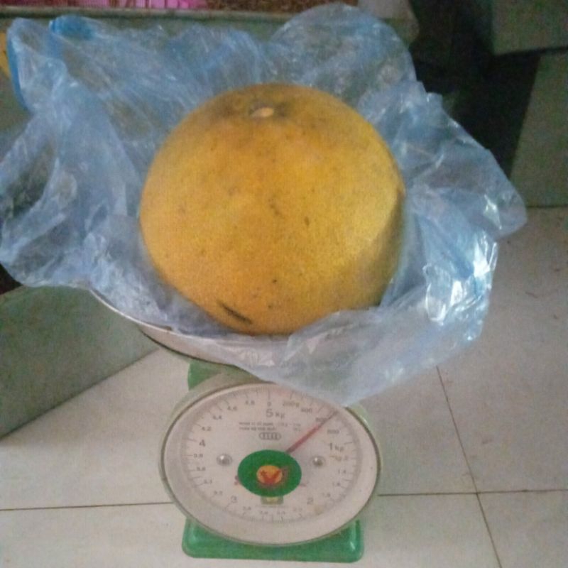 Bưởi diễn tại gia