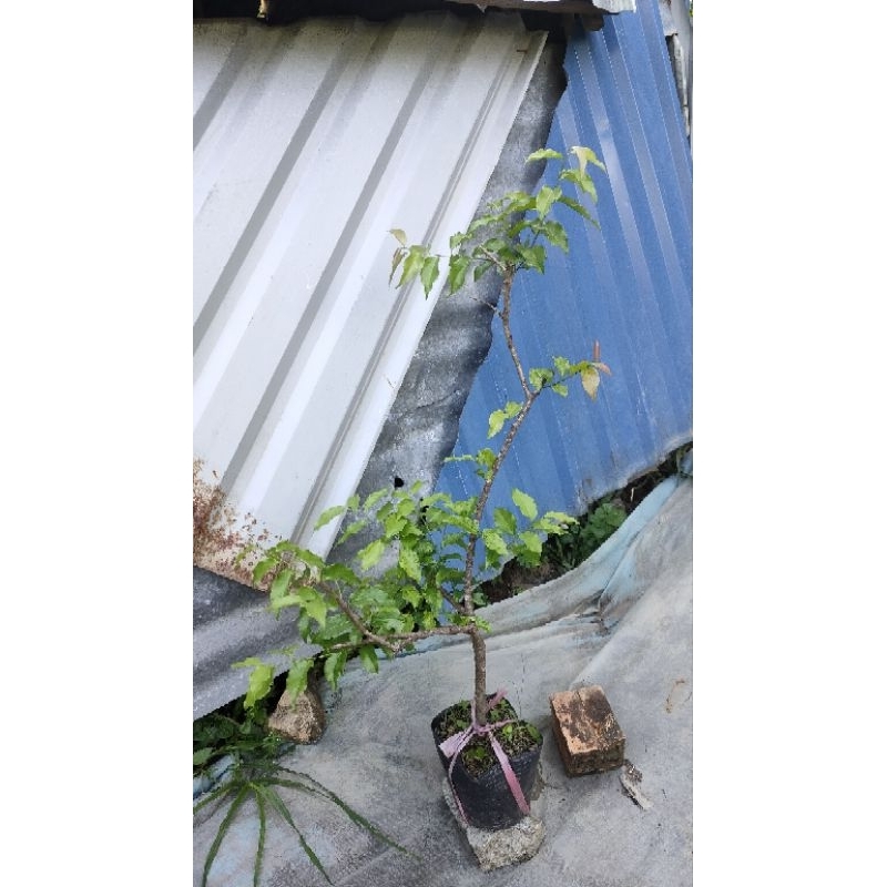 Cây hồng quân ta loại chiết nhánh cây không có gai cây cao từ 60cm giá 1900k 1 cây