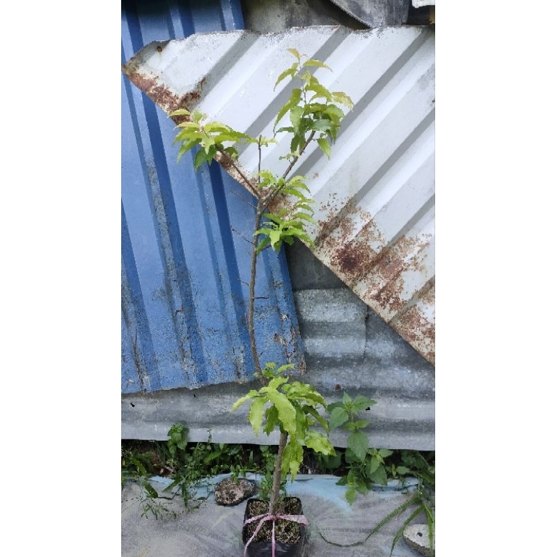 Cây hồng quân ta loại chiết nhánh cây không có gai cây cao từ 60cm giá 1900k 1 cây