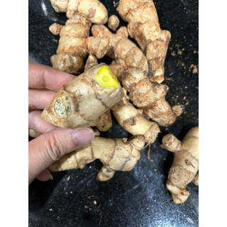 CỦ MAI GANG