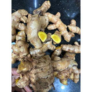 CỦ MAI GANG