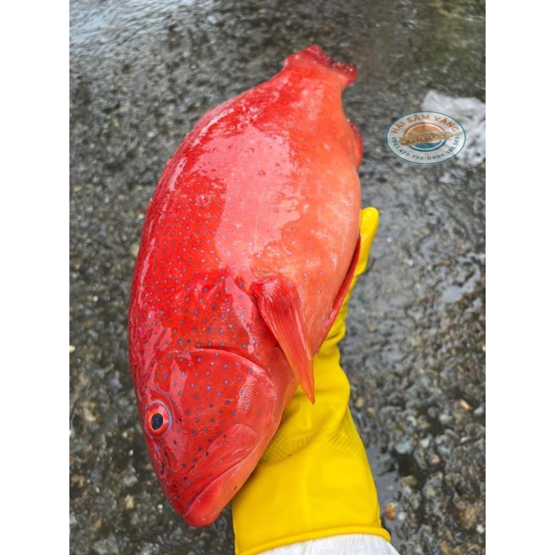 CÁ MÚ ĐỎ SAO XANH CÂU BỜ (1-3kg/con)