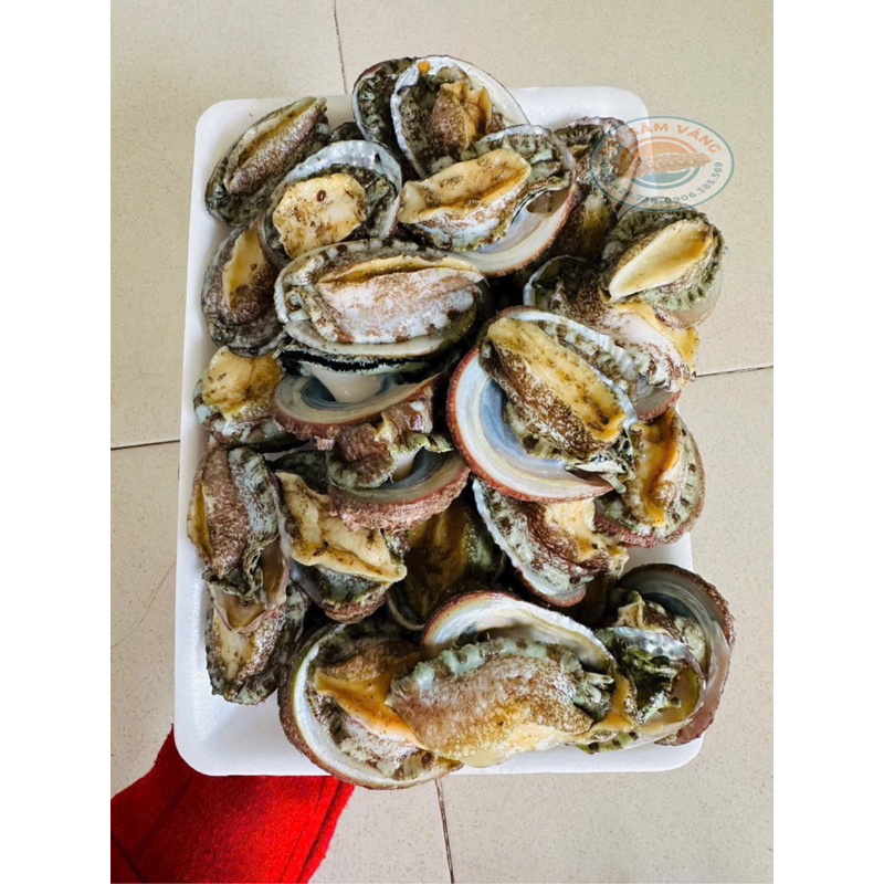 Bào ngư thiên nhiên Nha Trang (size 45-50con/kg)