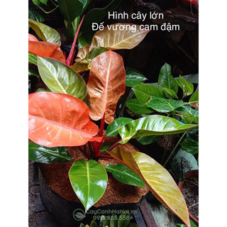 🪴 Cây Trầu bà Đế vương cam đậm / Kiểng lá/ cây trong nhà