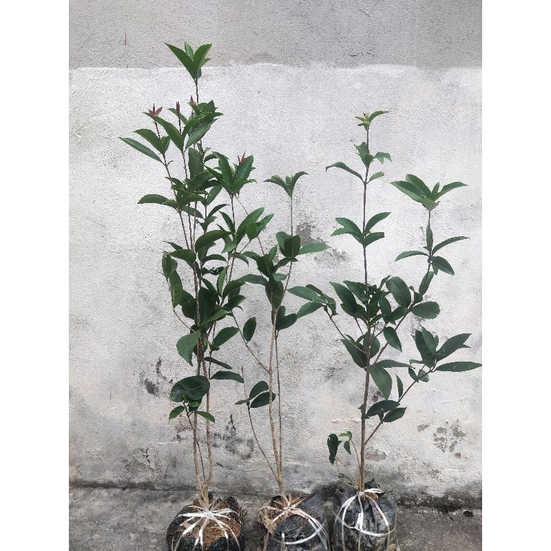 Cây hoa Mộc hương ta cao 80-90cm