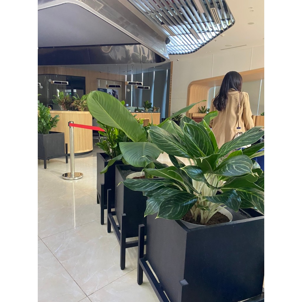 Chậu vuông xi măng nhẹ