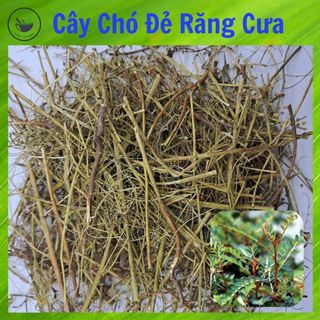 Cây chó đẻ răng cưa - loại khô, hàng sạch, túi 500g & 1kg, cây mới
