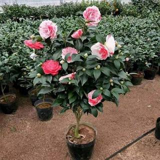 Giống cây hoa trà my cao 30-40cm