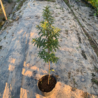 Cây ổi tàu lá nhỏ 1 thân dùng để làm cảnh bonsai chữa bệ.nh cao 70-80cm cây đẹp như hình