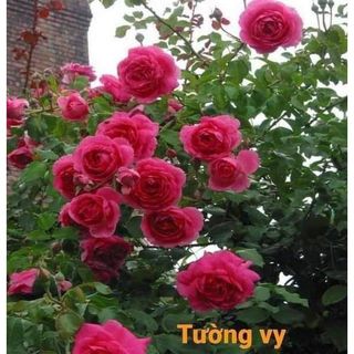 Tường vy dòng hồng cổ siêu hoa chùm, MÀU ĐỎ