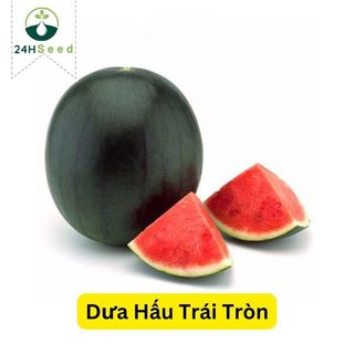 Hạt giống dưa hấu trái tròn 24HSeed