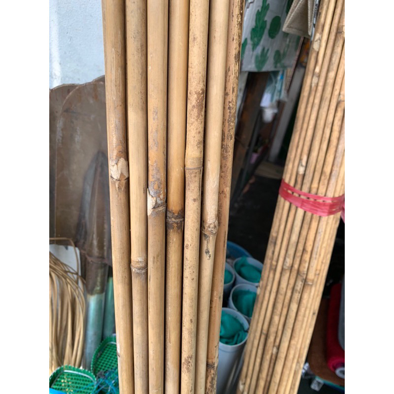 Cây tre,trúc làm cần câu ,cán tre,bè giáo,2met,2,5m