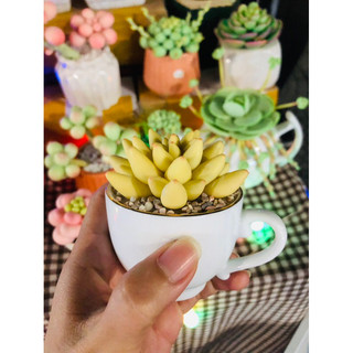 SEN ĐÁ ĐẤT SÉT,Sen Đá Quà Tặng 20.11