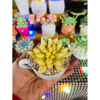 SEN ĐÁ ĐẤT SÉT,Sen Đá Quà Tặng 20.11