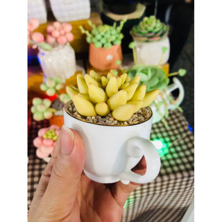 SEN ĐÁ ĐẤT SÉT,Sen Đá Quà Tặng 20.11