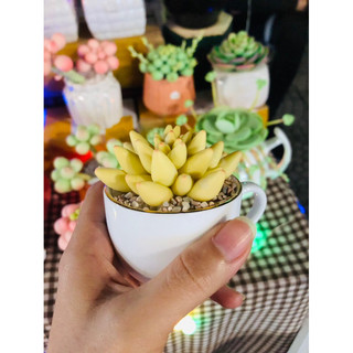 SEN ĐÁ ĐẤT SÉT,Sen Đá Quà Tặng 20.11