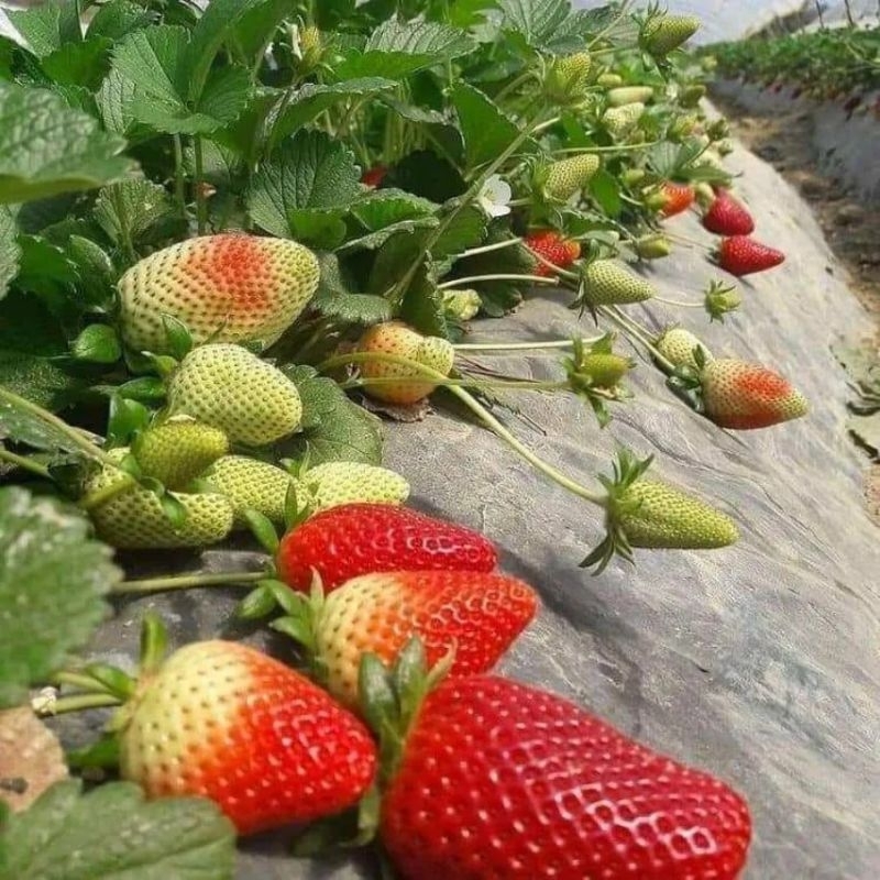 Cây Dâu Tây Mỹ (Sabrian) Giống Cấy Mô Bầu To