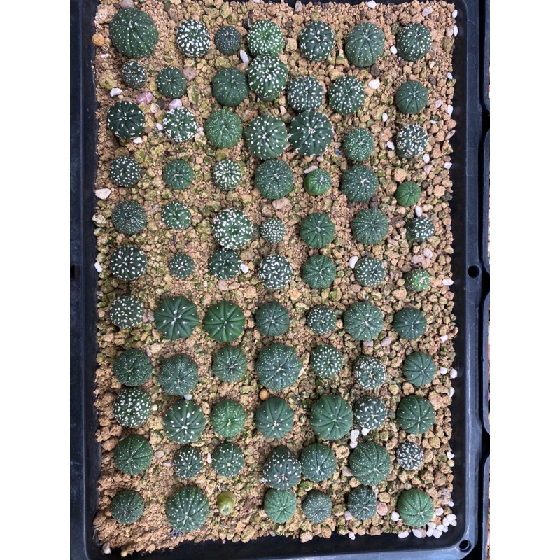 Xương rồng aster size 0,8-1cm