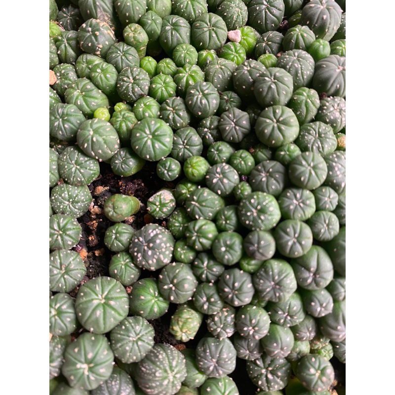 Xương rồng aster size 0,8-1cm