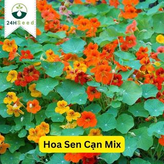 Hạt giống hoa sen cạn chất lượng gói 15 hạt 24HSeed