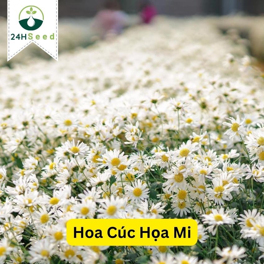 Hạt giống hoa cúc họa mi 24HSeed