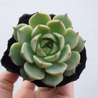 Sen đá vân mai size bầu nhỏ 4-5cm - lỗi 1 đổi 1 - thuần mọi khí hậu
