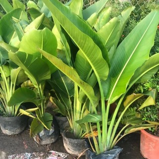 Cây chuối xẻ quạt cao trên 1m