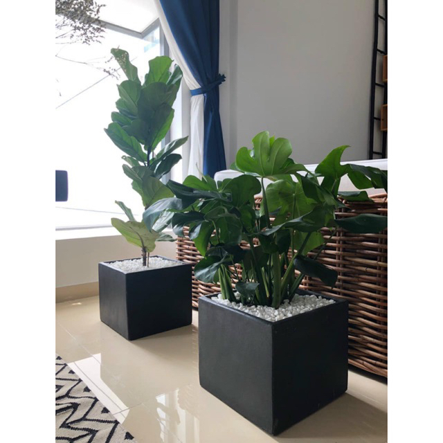 Chậu vuông xi măng nhẹ