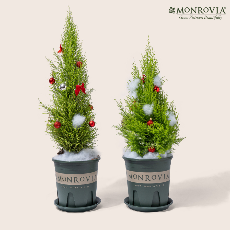 Chậu nhựa trồng cây MONROVIA Size NHỎ để bàn, ngoài trời, sân vườn, tiêu chuẩn Châu Âu