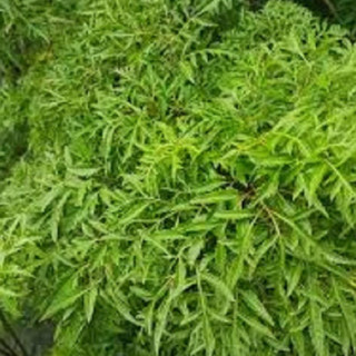 Nhánh và lá Đinh lăng tươi
