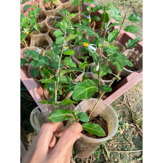 Cây cà gai leo, hỗ trợ các vấn đề về gan