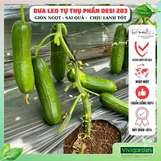 Gói 10 hạt giống dưa leo baby dưa leo chùm tự thụ phấn Desi 203 chịu nhiệt tốt, thu hoạch sau 30 ngày gieo